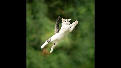 cat playing with girl