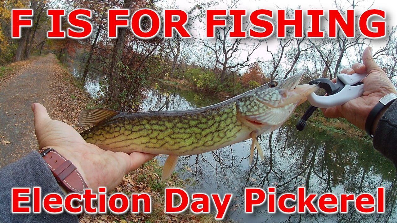 Election Day Pickerel