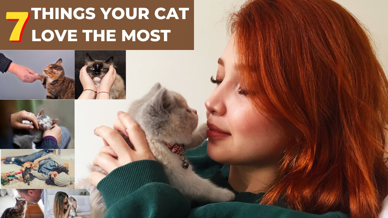 7 Things Your Cat Love The Most | Top 7 Signs Your Cat Loves You (A Vet's Perspective)