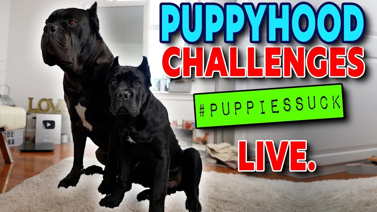 Puppyhood CHALLENGES! LIVE. #PuppiesSuck In The Doghouse With The Coreys