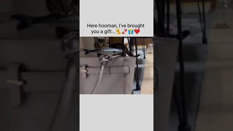 Here hooman, I've brought you a gift...🐈🐾🎁❤️