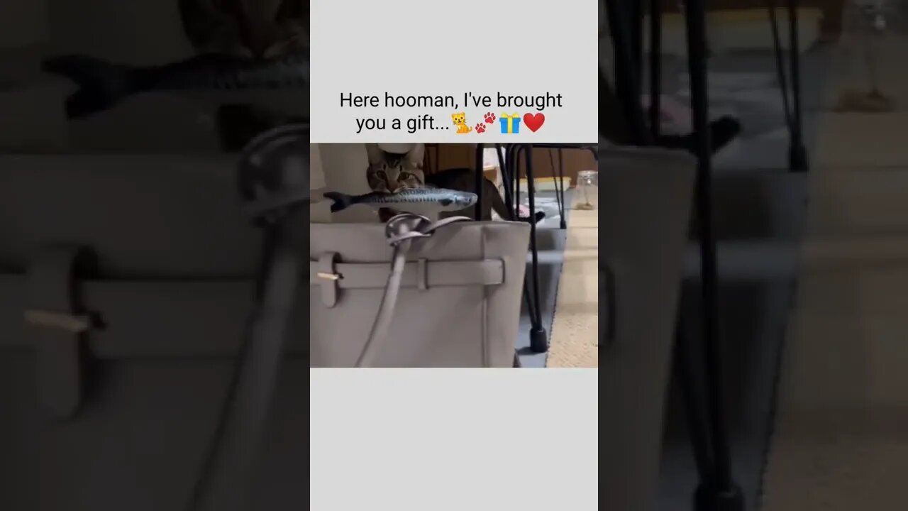 Here hooman, I've brought you a gift...🐈🐾🎁❤️