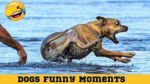 My Cute Puppy Dogs Funny Funny Moments #dogs #puppy #funnydogs #dogsfunnymoments