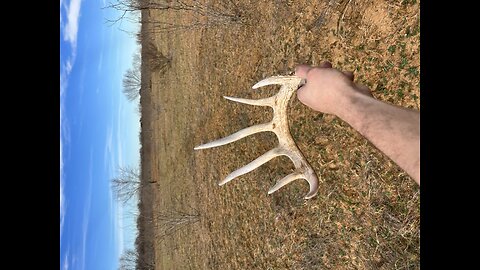 Super Excited After Finding 6 Point Shed!