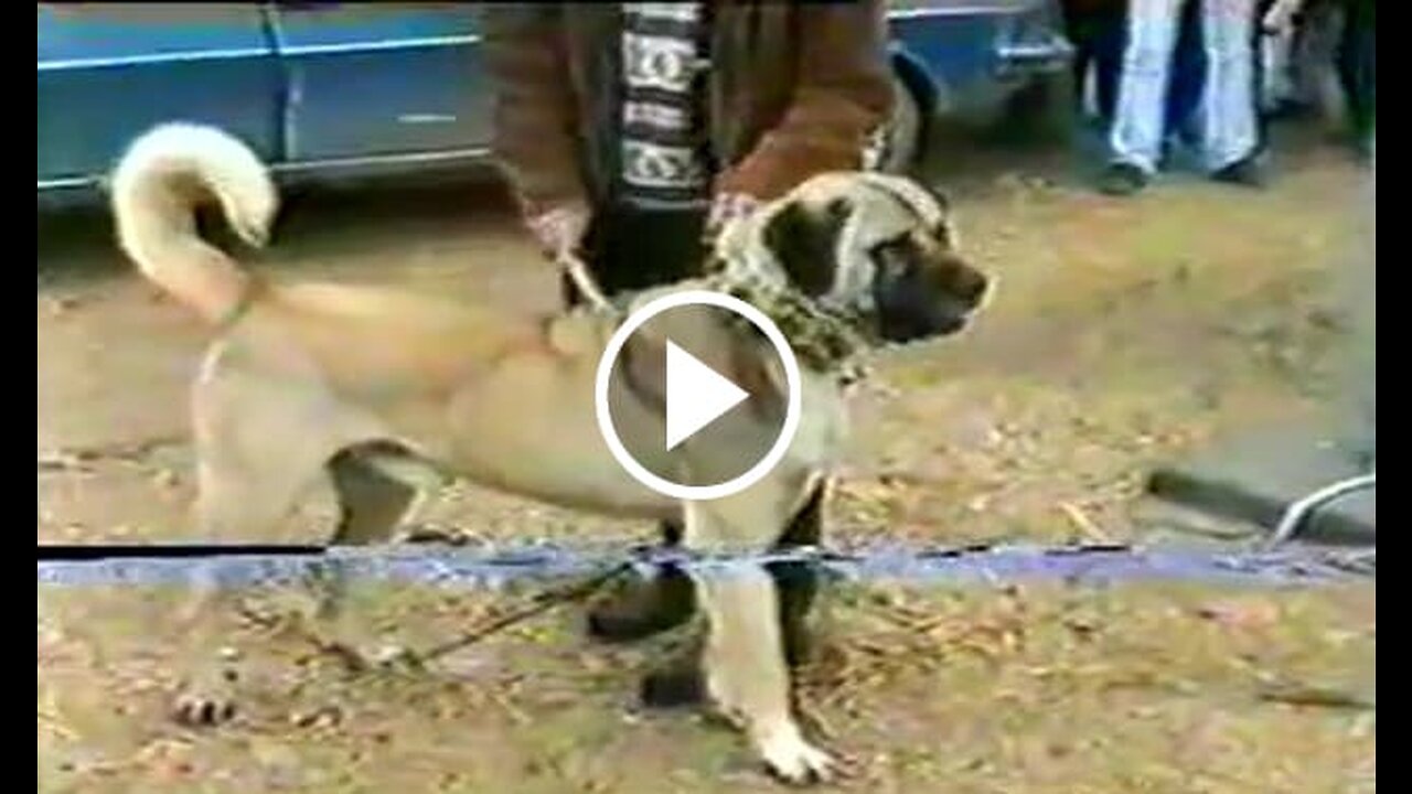 Giant Malakli Shepherd Dog