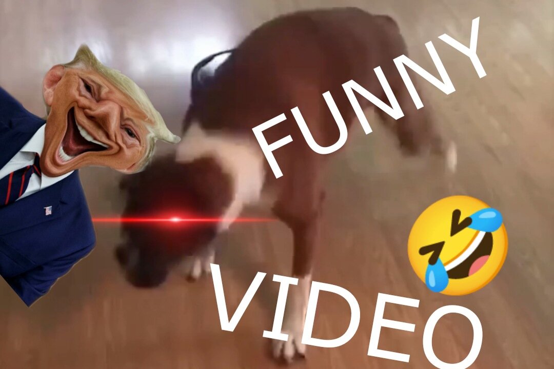 FUNNYEST PET VIDEOS FOREVER 🤣 | WATCH TILL END