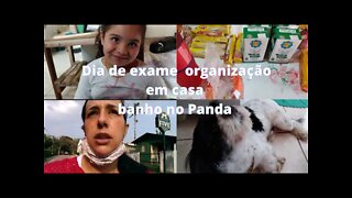 Tirei Sangue pra exame- Organização na casa- Banho no Cachorro