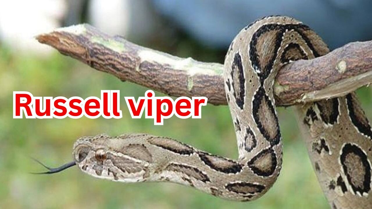 Unknown facts about russell viper image