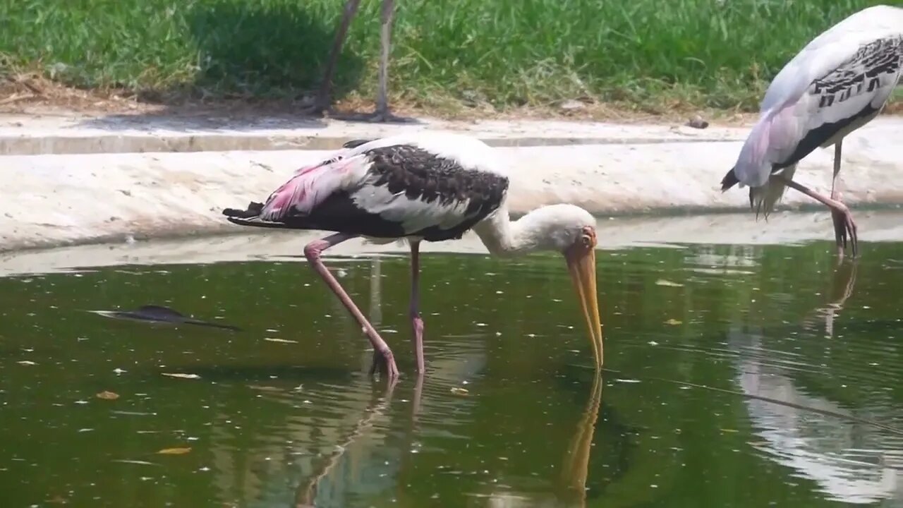 Painted Stork (Mycteria leucocephala) big wetland bird