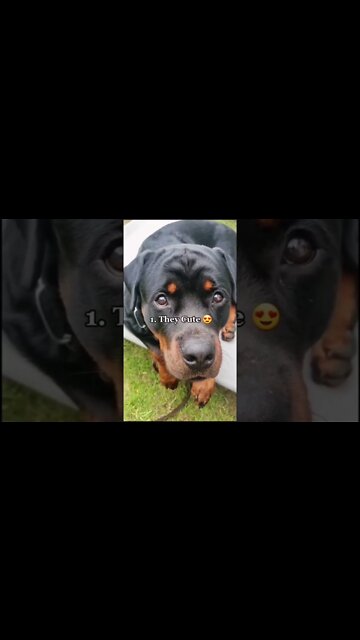 Thinking of getting a Rottweiler 🤔 Watch this First!