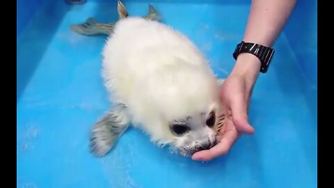 The newborn seal is exposed to water for the first time