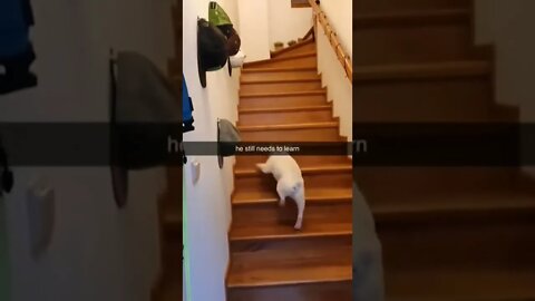 Cute Dog- Going Upstairs (funny Dogs vedio) #shorts #dog #cutedog