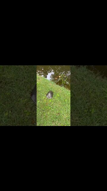 Saving a Turtle from the Road