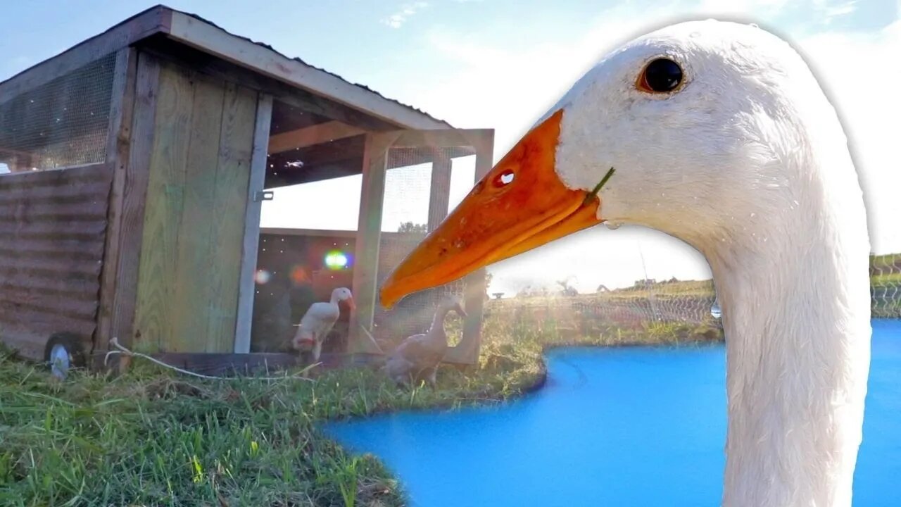 We figured out how to put ducks on the pond. PERMANENTLY.