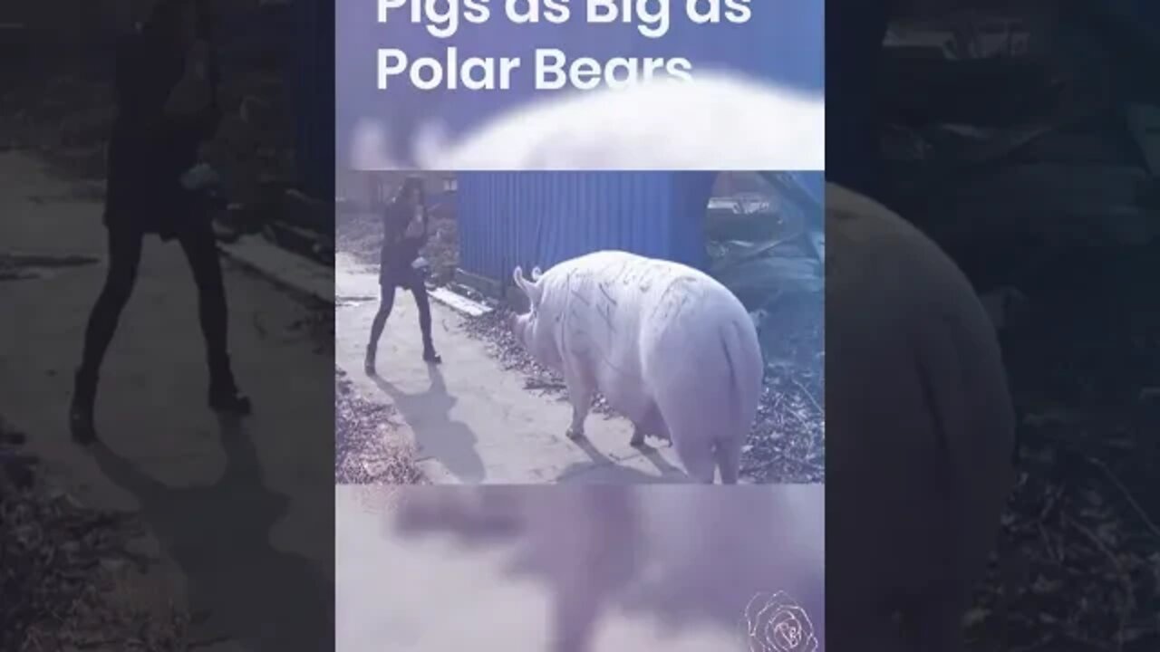 Pigs as big as Polar Bears, #shorts.