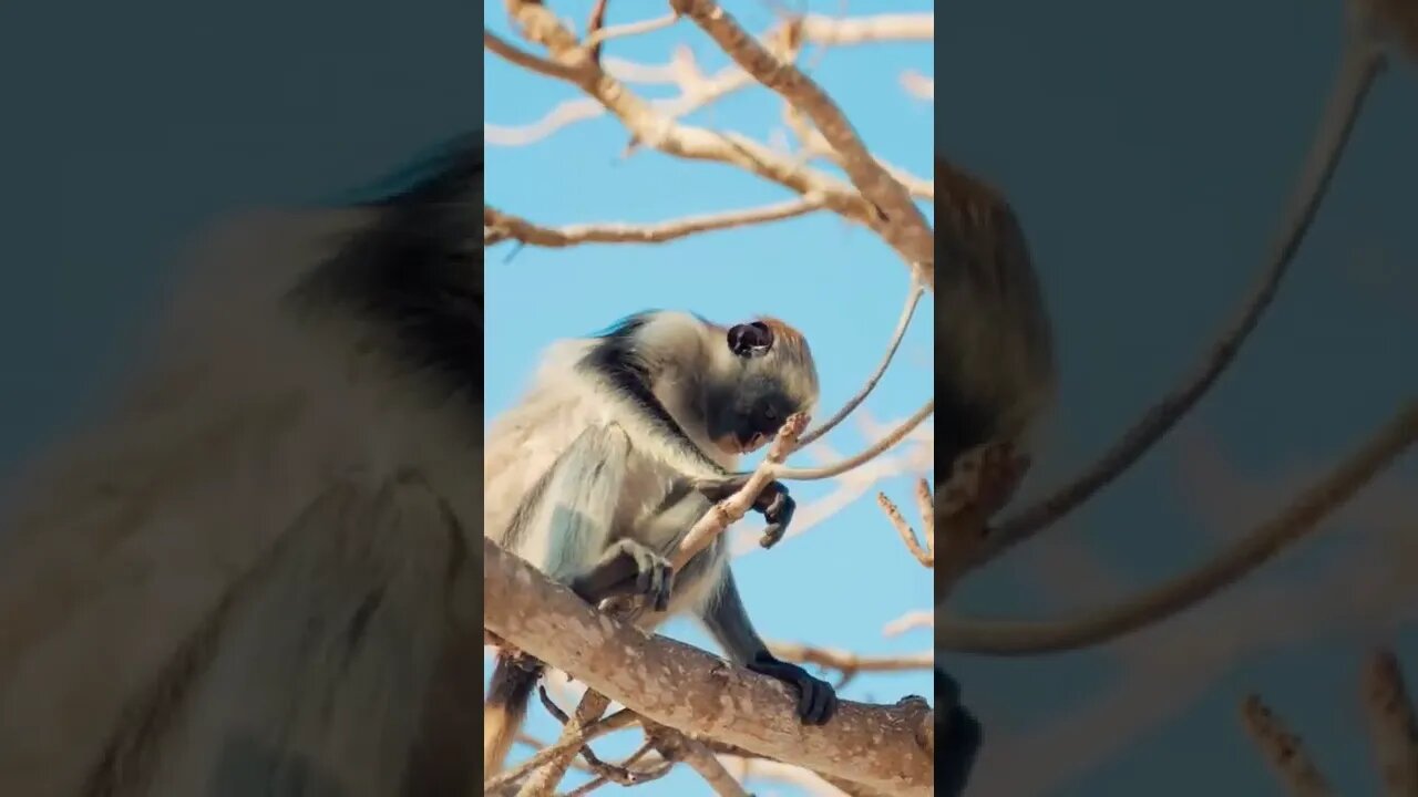 This is cute animal Monkey Shorts video ||🦧🐒💚#shorts #shortsfeed #youtubepets_&_animals