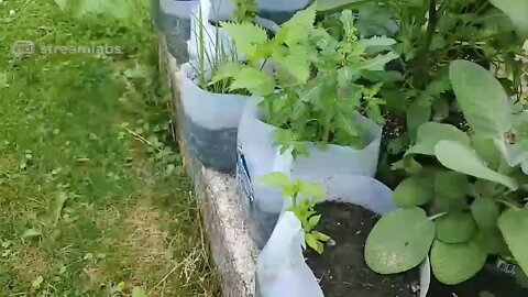 Garden Update