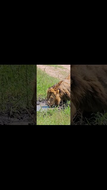 #Wildlife Sightings Today 11/12/23 | Lalashe Maasai Mara | #ShortsAfrica #holidayswithshorts