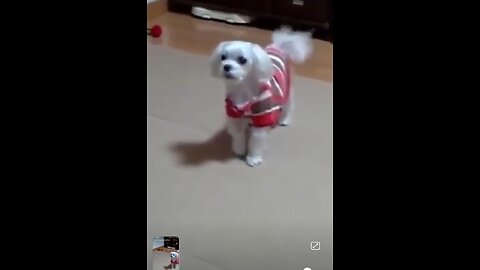 Top 10 braking dog videos compilation 2016