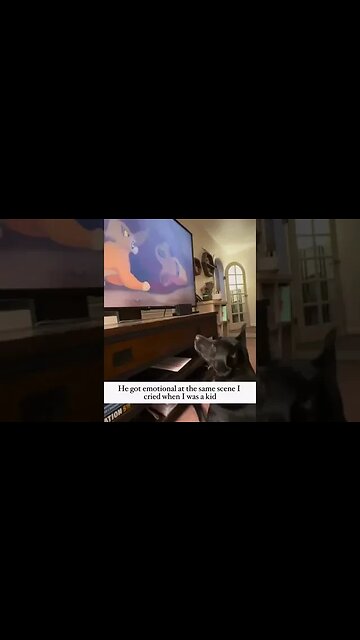 Dog gets emotional during The Lion King