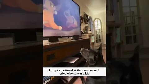 Dog gets emotional during The Lion King