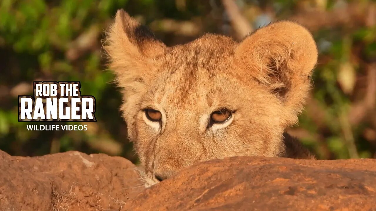 Paradise Lion Pride Cubs Playing | Maasai Mara Safari | Zebra Plains