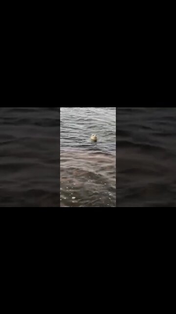 A cute seal coming up to me