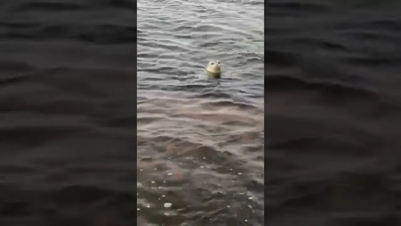 A cute seal coming up to me