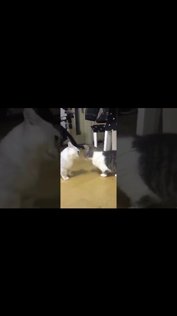 Animais Fofos e Engraçados - 🐾🤣 - ANIMAIS FOFOS TV #shorts