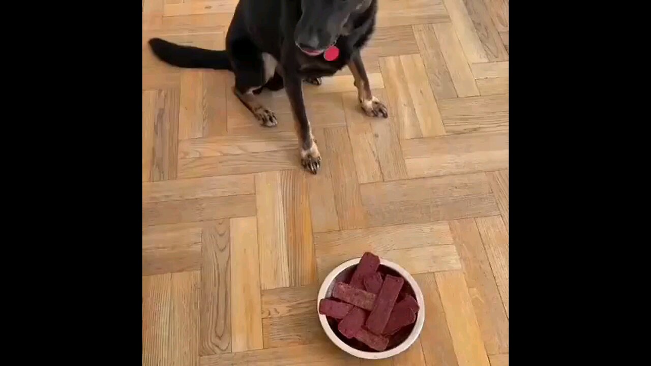 funny dog video