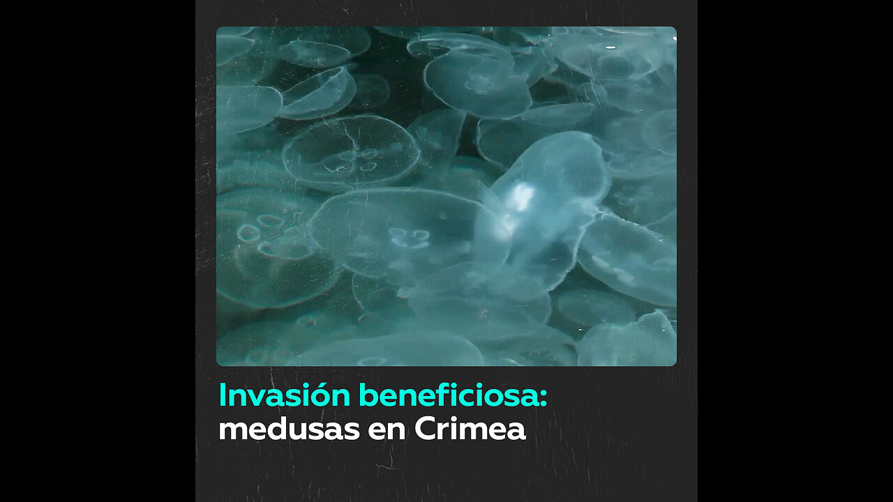 Invasión de medusas en la bahía de Balaklava, Crimea