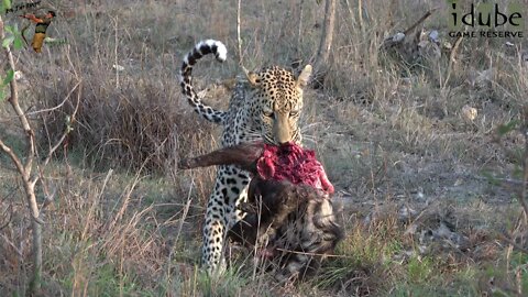 Male Leopard Caught A Civet!, Hyenas Wait For Scraps