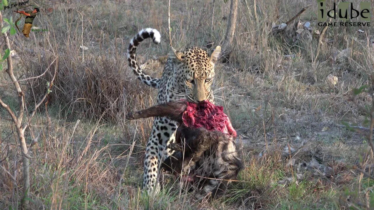 Male Leopard Caught A Civet!, Hyenas Wait For Scraps