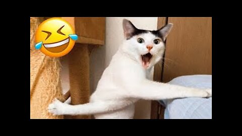 Best Funny Animal Videos of 2022😂Funniest Animal Cat& Dog 2022😹#shorts #funny #cat #comedy #whatsapp