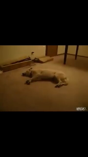 Stupid dog dreaming