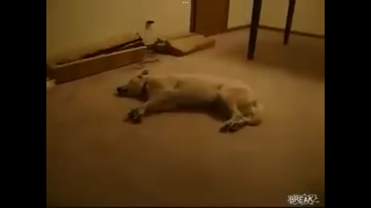 Stupid dog dreaming