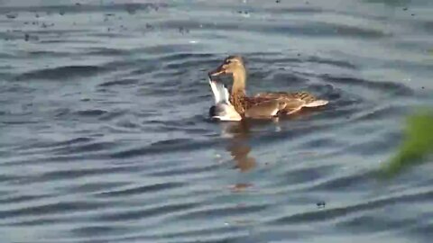 A fearless duck protects its offspring from a gull