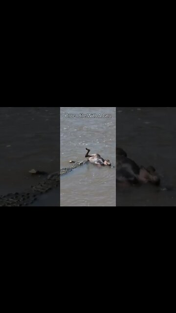 Maasai Mara Sightings Today 08/08/22 (Lions, Cheetah, etc) | Zebra Plains | #shorts