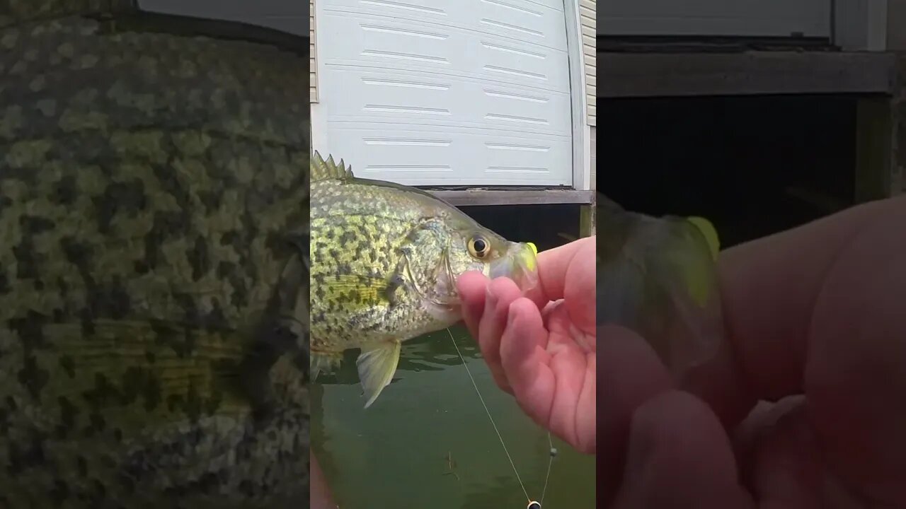 Catching Early Spring Crappies Under Boathouses! #shorts #fishingshorts