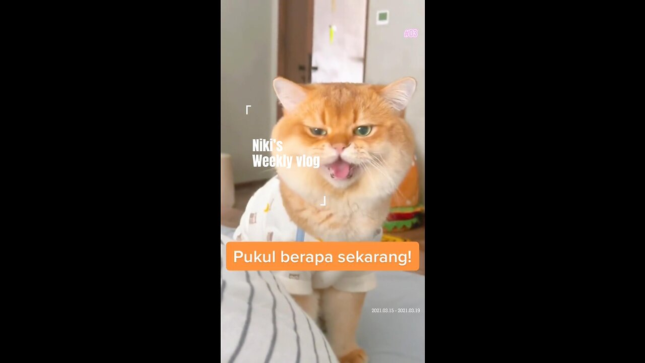 Ia membangunkan saya setiap hari🤣