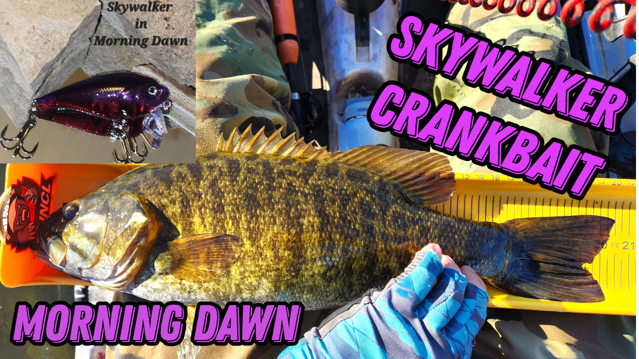 Using a Skywalker Crankbait in Morning Dawn Color