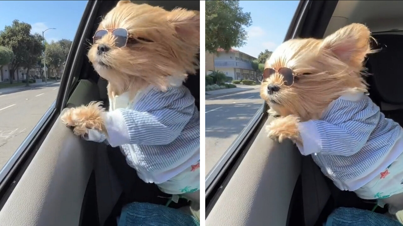 Cat vibing in car window seat