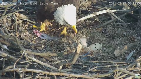 Hays Eagles H13 sees Mom with fish 2021 03 23 08:11AM