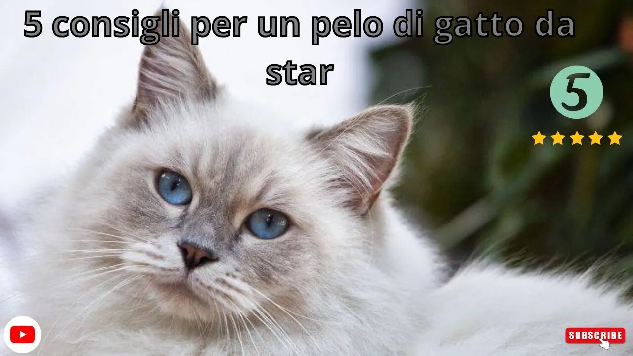 Il segreto per un pelo di gatto sano e lucente. 5 consigli per un pelo di gatto da star!.