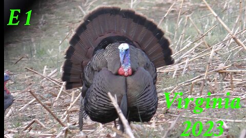 Turkey Hunting OPENING DAY in Virginia field gobbler!!!