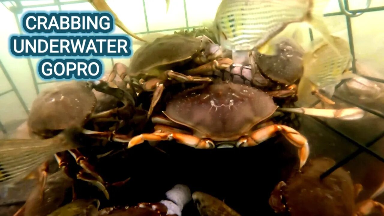 CRABBING UNDERWATER GoPro- GARIBALDI, OREGON