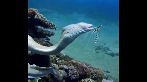 Beautiful moray eel