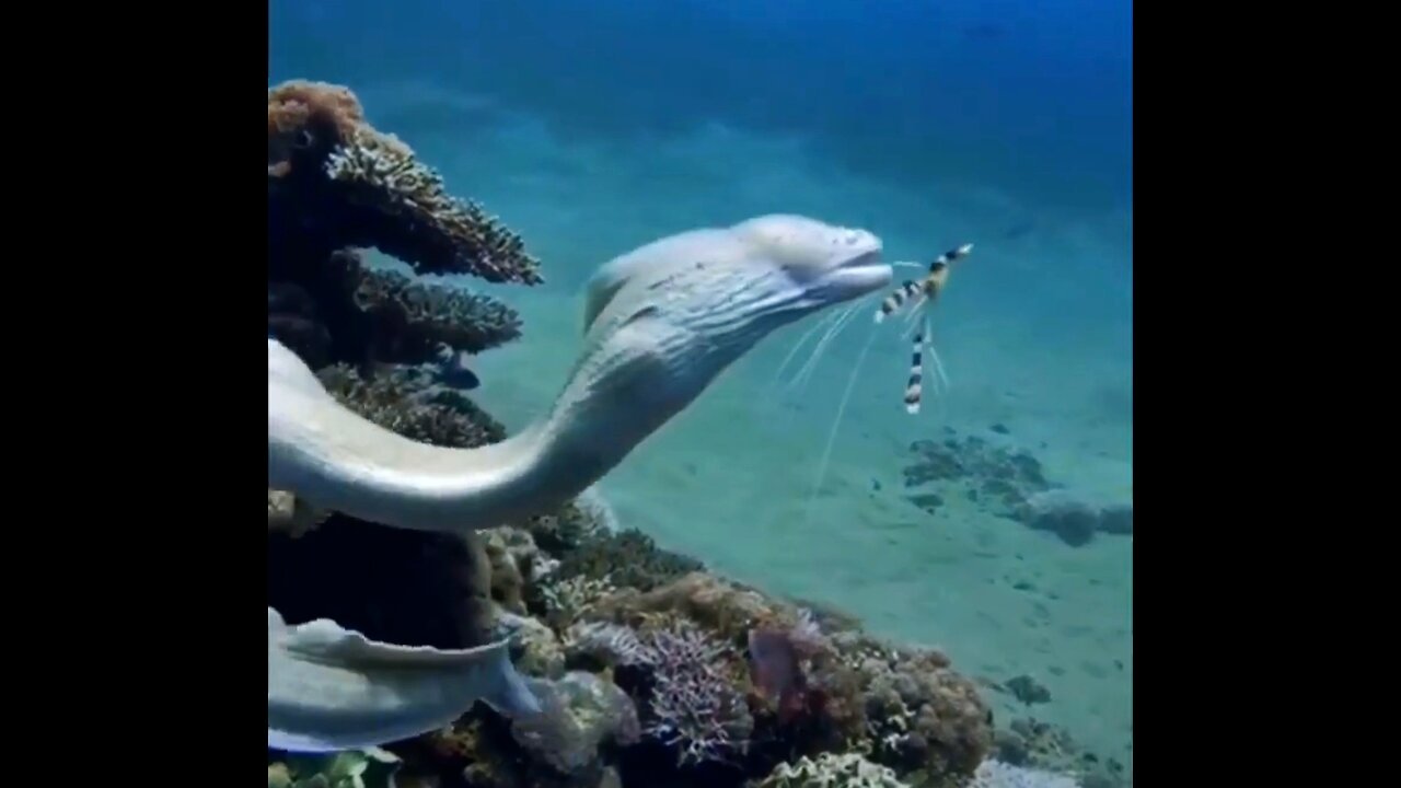 Beautiful moray eel