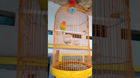 lovebird ngoceh