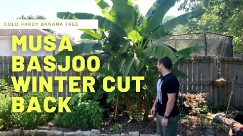 Insane Cold Hardy Banana!!! | Growing Bananas Anywhere!! | Winter Care Of Japanese Fiber Banana!!!